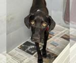 Small #1 Labrador Retriever Mix