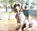 Small Photo #8 German Shorthaired Pointer Puppy For Sale in Menlo Park, CA, USA