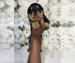 Small Photo #14 Rottweiler Puppy For Sale in FORT WORTH, TX, USA