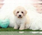 Small Photo #1 Poodle (Toy) Puppy For Sale in MARIETTA, GA, USA