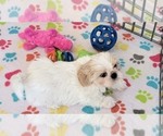 Small #10 Shih Tzu
