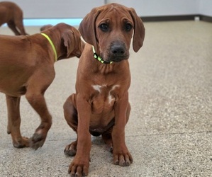Medium Rhodesian Ridgeback