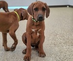 Puppy Puppy 6 Rhodesian Ridgeback