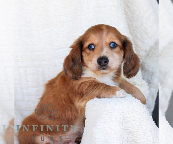 Medium Photo #4 Dachshund Puppy For Sale in EPHRATA, PA, USA