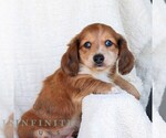 Small #3 Dachshund