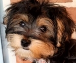 Small Photo #6 Morkie Puppy For Sale in YPSILANTI, MI, USA