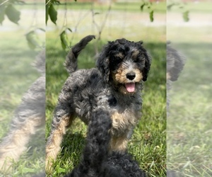 Poodle (Standard) Puppy for sale in LYNCH STATION, VA, USA