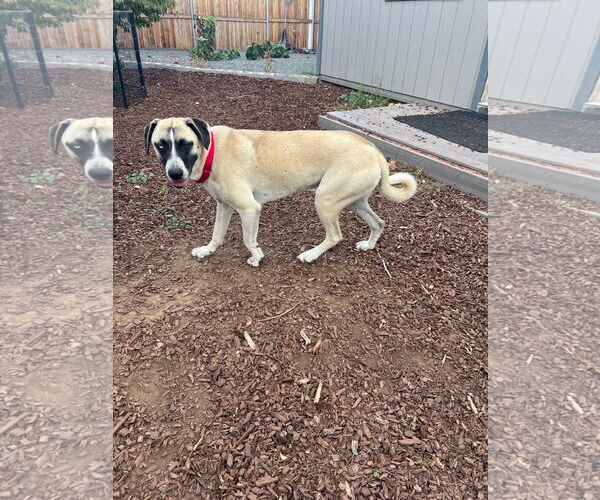Medium Photo #2 Mastiff Puppy For Sale in Alturas, CA, USA