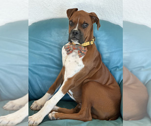 Father of the Boxer puppies born on 03/29/2025