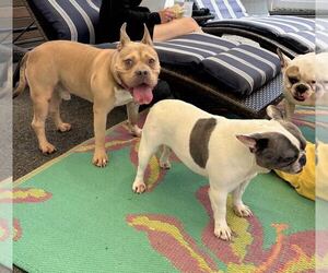 Deuce - Male Mutt Dog for Adoption - Photo #6