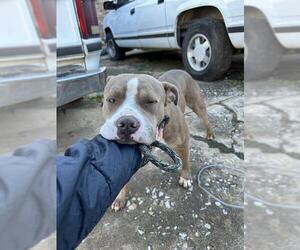 Mutt Dogs for adoption in Oklahoma City, OK, USA