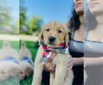 Small Photo #5 Golden Retriever Puppy For Sale in ARVADA, CO, USA