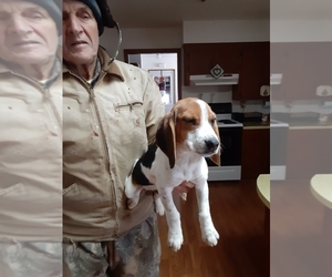 Beagle Puppy for sale in COLEMAN, WI, USA