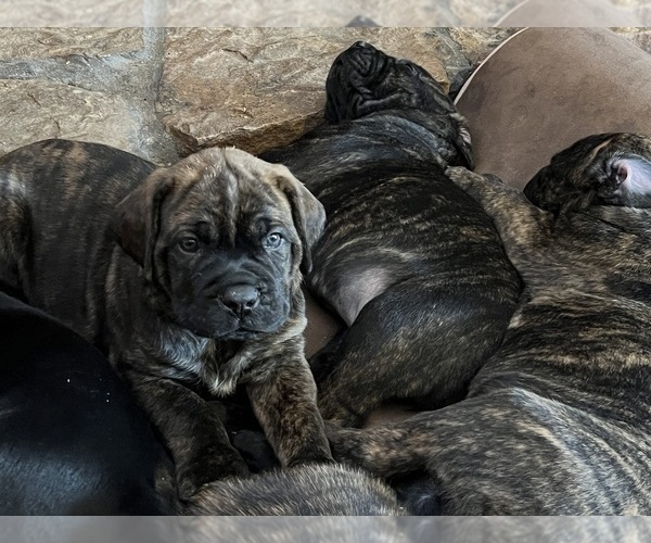 Medium Photo #3 Cane Corso Puppy For Sale in COLORADO SPRINGS, CO, USA