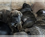 Small Photo #3 Cane Corso Puppy For Sale in COLORADO SPRINGS, CO, USA