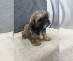 Small Photo #7 Shih Tzu Puppy For Sale in SAINT AUGUSTINE, FL, USA