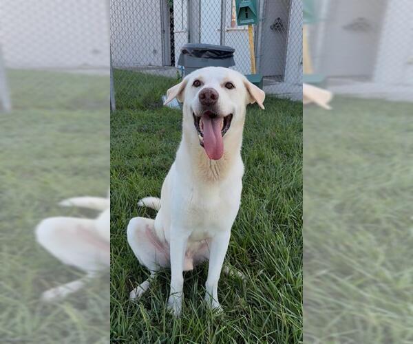 Medium Photo #2 Labrador Retriever-Unknown Mix Puppy For Sale in Rosenberg, TX, USA