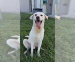 Small #1 Labrador Retriever Mix