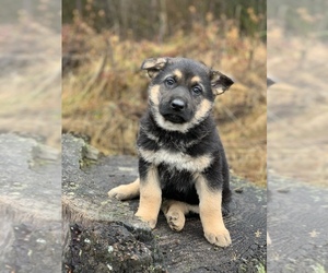 German Shepherd Dog Dog for Adoption in TOLEDO, Washington USA
