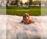 Small #6 Goldendoodle (Miniature)