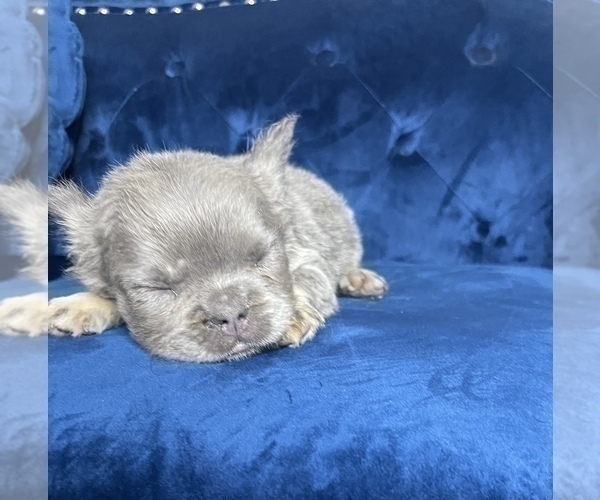 Medium Photo #3 French Bulldog Puppy For Sale in CORPUS CHRISTI, TX, USA
