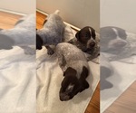 Small #3 German Shorthaired Pointer