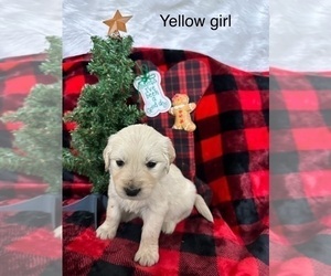 Golden Retriever Puppy for sale in WILDER, ID, USA
