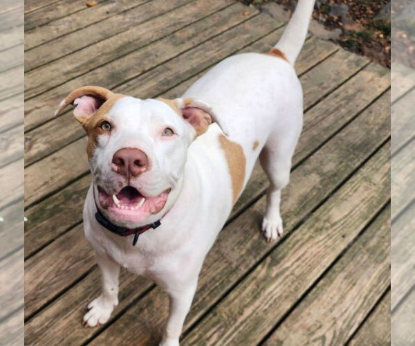 Medium Photo #3 American Pit Bull Terrier-Unknown Mix Puppy For Sale in Boston, MA, USA