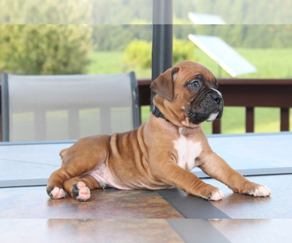 Medium Photo #4 Boxer Puppy For Sale in APPLE CREEK, OH, USA