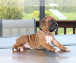 Small #3 Boxer