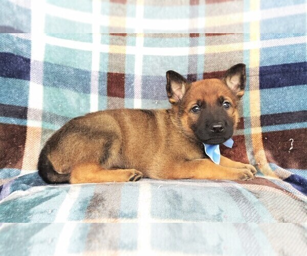 Medium Photo #4 Malinois Puppy For Sale in LANCASTER, PA, USA