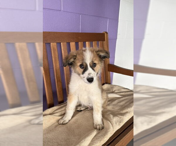 Medium Photo #2 Aussie Pyrenees Puppy For Sale in Genesee, WI, USA