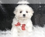 Puppy Mr GQ UABR Maltese