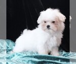 Small #4 Maltese