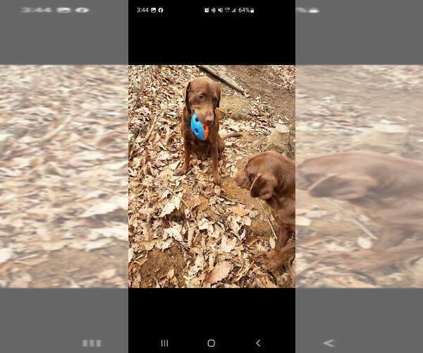 Medium Photo #4 Labrador Retriever Puppy For Sale in WEAVERVILLE, NC, USA