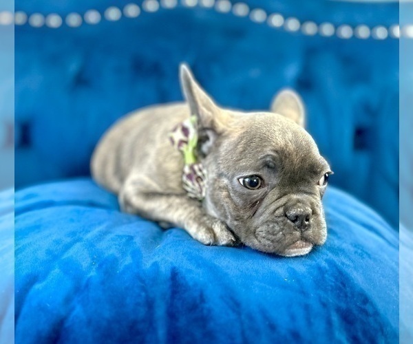 Medium Photo #8 French Bulldog Puppy For Sale in BAKERSFIELD, CA, USA