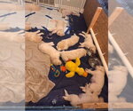 Small #3 Akbash-Great Pyrenees Mix