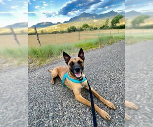 John Wick Located in Colorado - Male Mutt Dog for Adoption - Photo #4