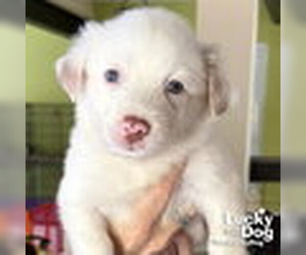Medium Photo #4 Border Collie-Unknown Mix Puppy For Sale in Washington, DC, USA