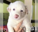 Small #3 Border Collie Mix