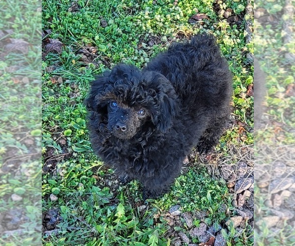 Medium Photo #2 Poodle (Toy) Puppy For Sale in MINERAL POINT, MO, USA