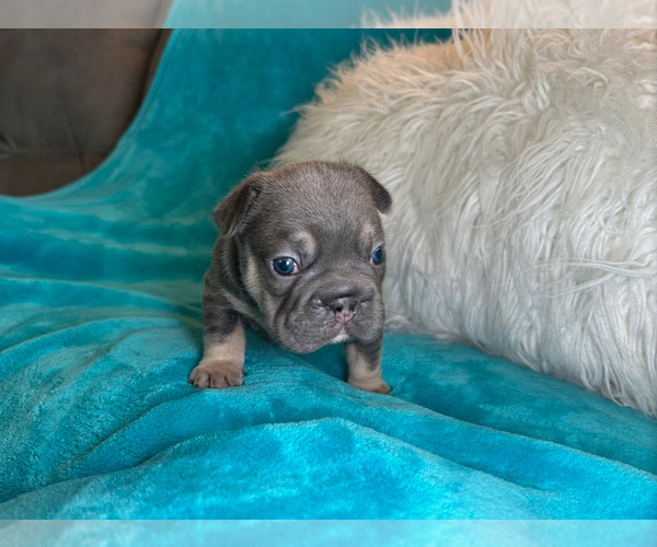 Medium Photo #3 French Bulldog Puppy For Sale in CINCINNATI, OH, USA