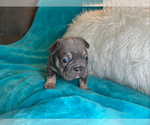 Small #2 French Bulldog