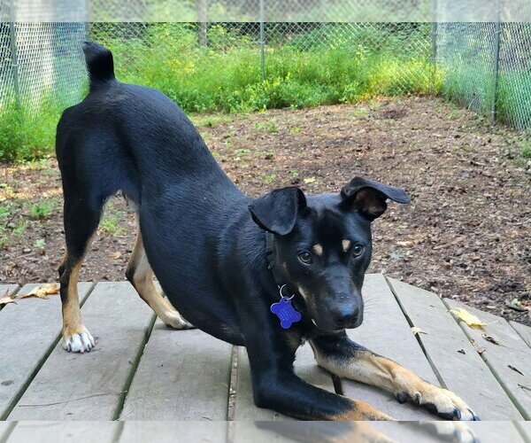 Medium Photo #13 Mutt Puppy For Sale in Ellijay, GA, USA