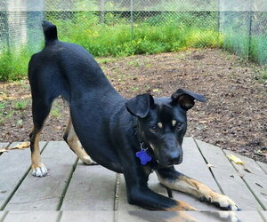 Emmett - Male Mutt Dog for Adoption - Photo #13