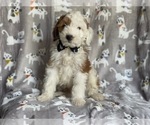 Small #3 Aussiedoodle
