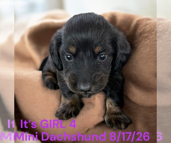 Medium Photo #3 Dachshund Puppy For Sale in MONTPELIER, OH, USA