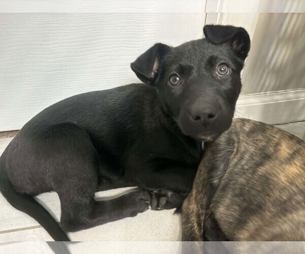 Medium Photo #2 Labrador Retriever-Unknown Mix Puppy For Sale in Plainfield, IL, USA