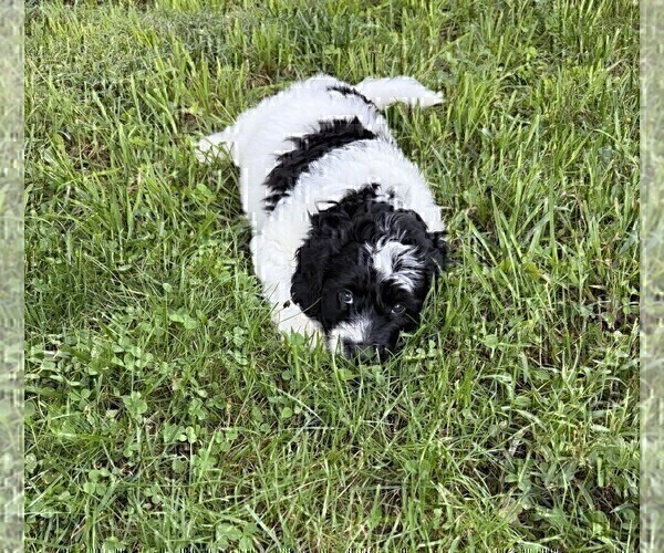 Medium Photo #23 Aussiedoodle Puppy For Sale in ASHEVILLE, NC, USA