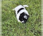 Small Photo #126 Aussiedoodle Puppy For Sale in ASHEVILLE, NC, USA